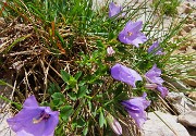 46 Campanula raineri (Campanula dell'arciduca) 